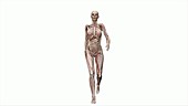 Female body walking