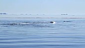 Bowhead whales surfacing, Greenland
