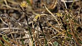 Single-spike sedge flower, Greenland