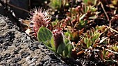 Arctic willow flowers, Greenland