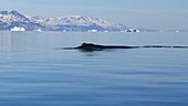 Bowhead whales, Greenland