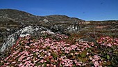 Alpine azalea on gneiss, Greenland