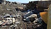 Dog carcass in landfill, Greenland