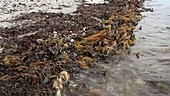 Seaweed on the tide line, Denmark