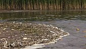 Algal foam at a lakeshore