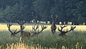 Red deer stags