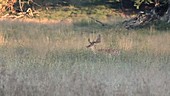 Male fallow deer