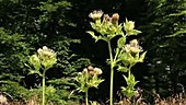 Cabbage thistle