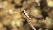 Long-jawed orb weaver spider