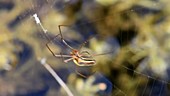 Long-jawed orb weaver spider weaving