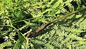 Opening male fern root