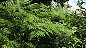 Common male fern