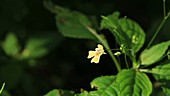 Impatiens parviflora flower