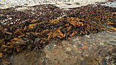 Seaweed at the tide line