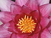 Water lily closing and opening, timelapse