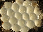 Leopard slug eggs, timelapse