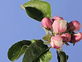 Apple blossom opening and withering