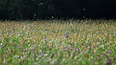 Clouded sulphur butterflies feeding