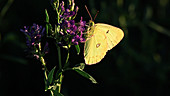 Clouded sulphur butterfly feeding