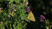 Clouded sulphur butterfly feeding