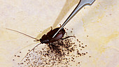 Cockroach sprays chemical