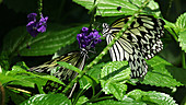 Rice paper butterflies feeding