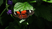 Small postman butterfly