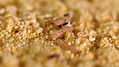 Braconid wasp parasitizing larva