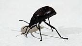 Darkling beetle raises abdomen in defence