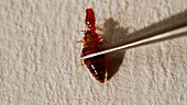 Bedbug being squeezed