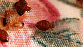 Bedbugs on blanket