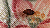 Bedbugs on mattress