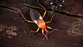 Assassin bug instar