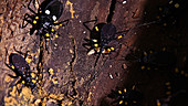 Assassin bug snatching beetle larva