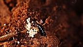 Earwig mother repositions eggs
