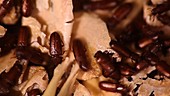 Confused flour beetle infestation