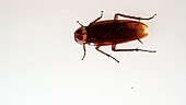Cockroach decapitation demo
