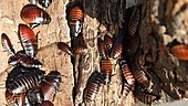 Madagascar hissing roaches nesting