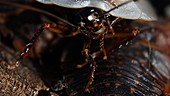 Giant drummer cockroach grooming