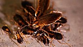 German cockroach feeding