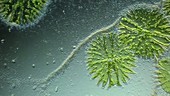 Rod-shaped bacteria flowing in water