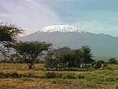 Zebras, Mt Kilimanjaro