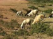 Herd of sheep, East Africa