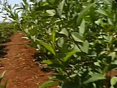 Pigeon pea trial crop, East Africa