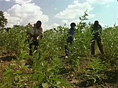 Farming, East Africa