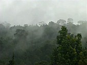 Cloud forest on Mt Kilimanjaro