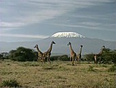 Giraffes by Mount Kilimanjaro