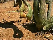 Aloe turkanensis plant, Kenya