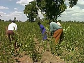 Farming, East Africa