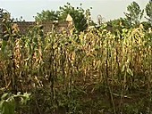 Failing crops near Mt Kilimanjaro